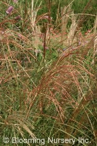 Miscanthus sinensis 'Sarabande'